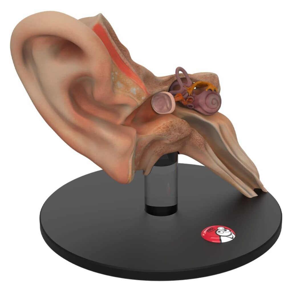 Anatomical ear model "Auris" by DocCheck