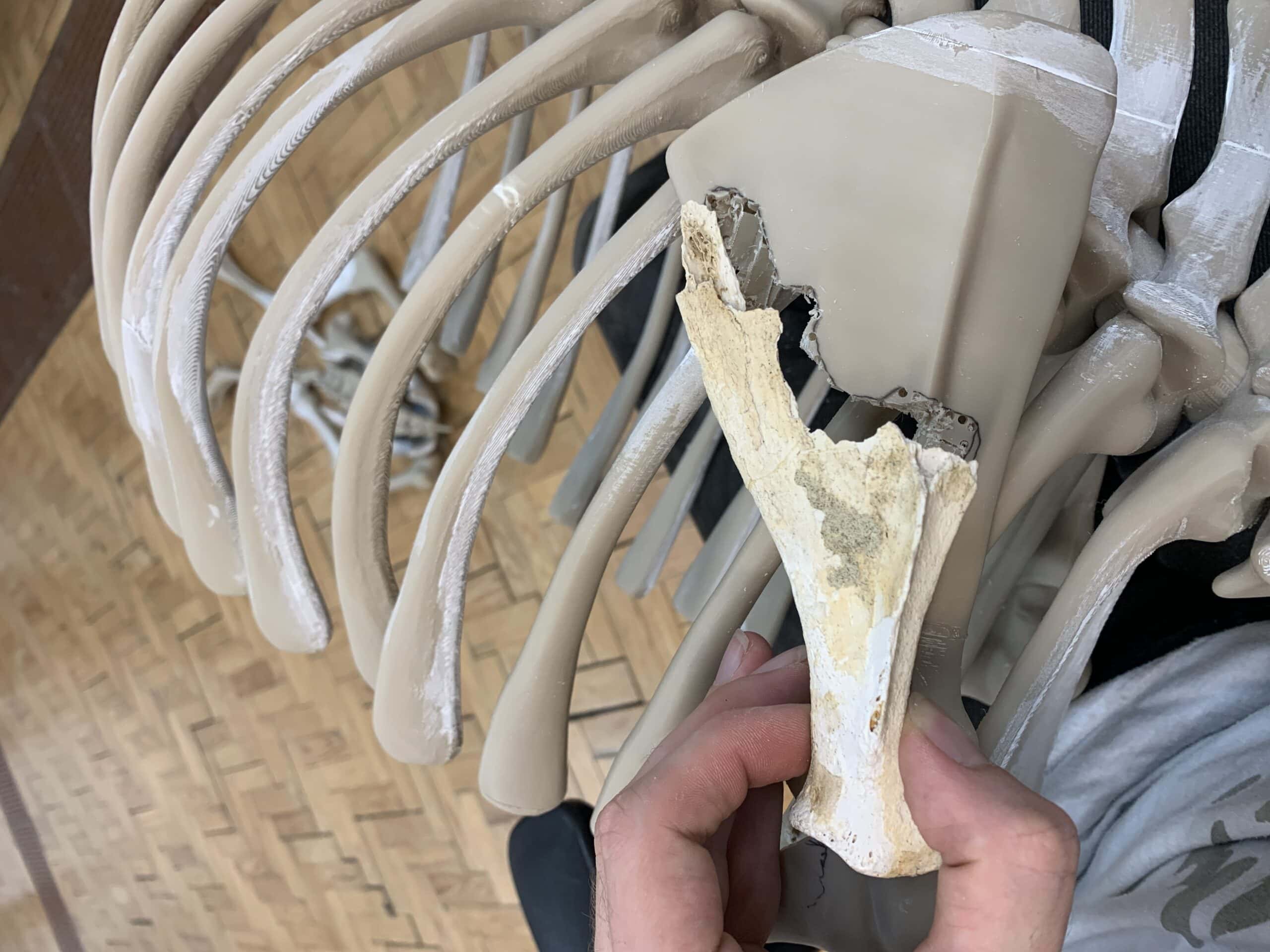 3D-printed skeleton structure with beige-colored ribs and other bones, alongside an old, real bone fragment