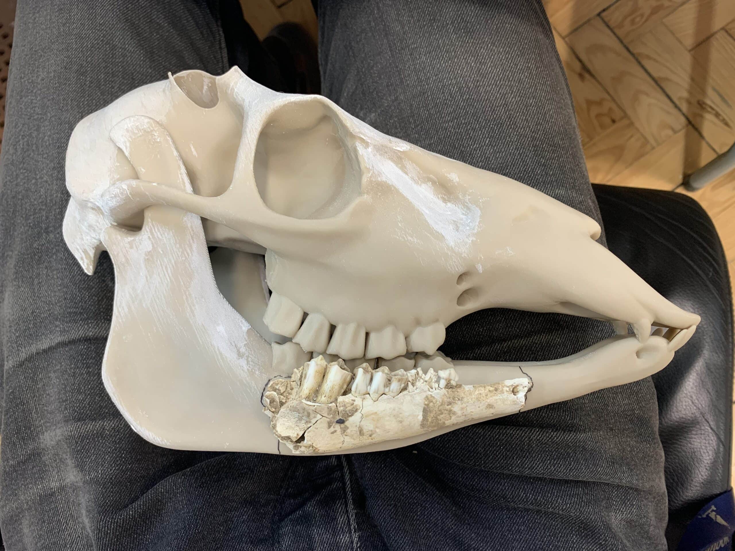 3D-printed skeleton structure with beige-colored ribs and other bones, alongside an old, real bone fragment