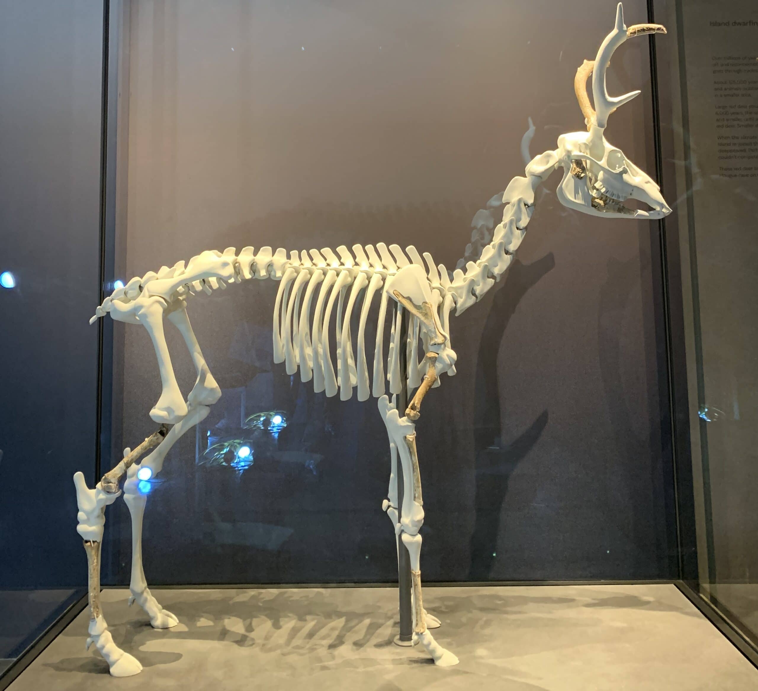 3D-printed skeleton of the dwarf red deer without the bone fragments