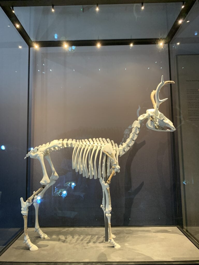 3D-printed skeleton of the dwarf red deer with the bone fragments