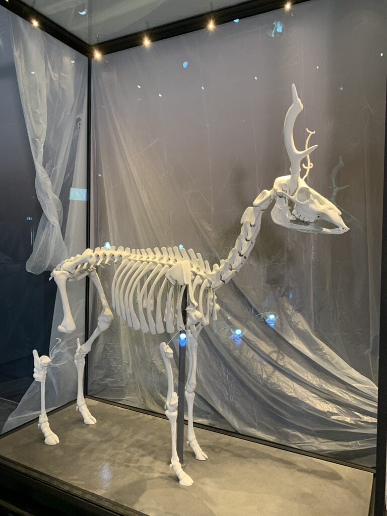 3D-printed skeleton of the dwarf red deer without the bone fragments