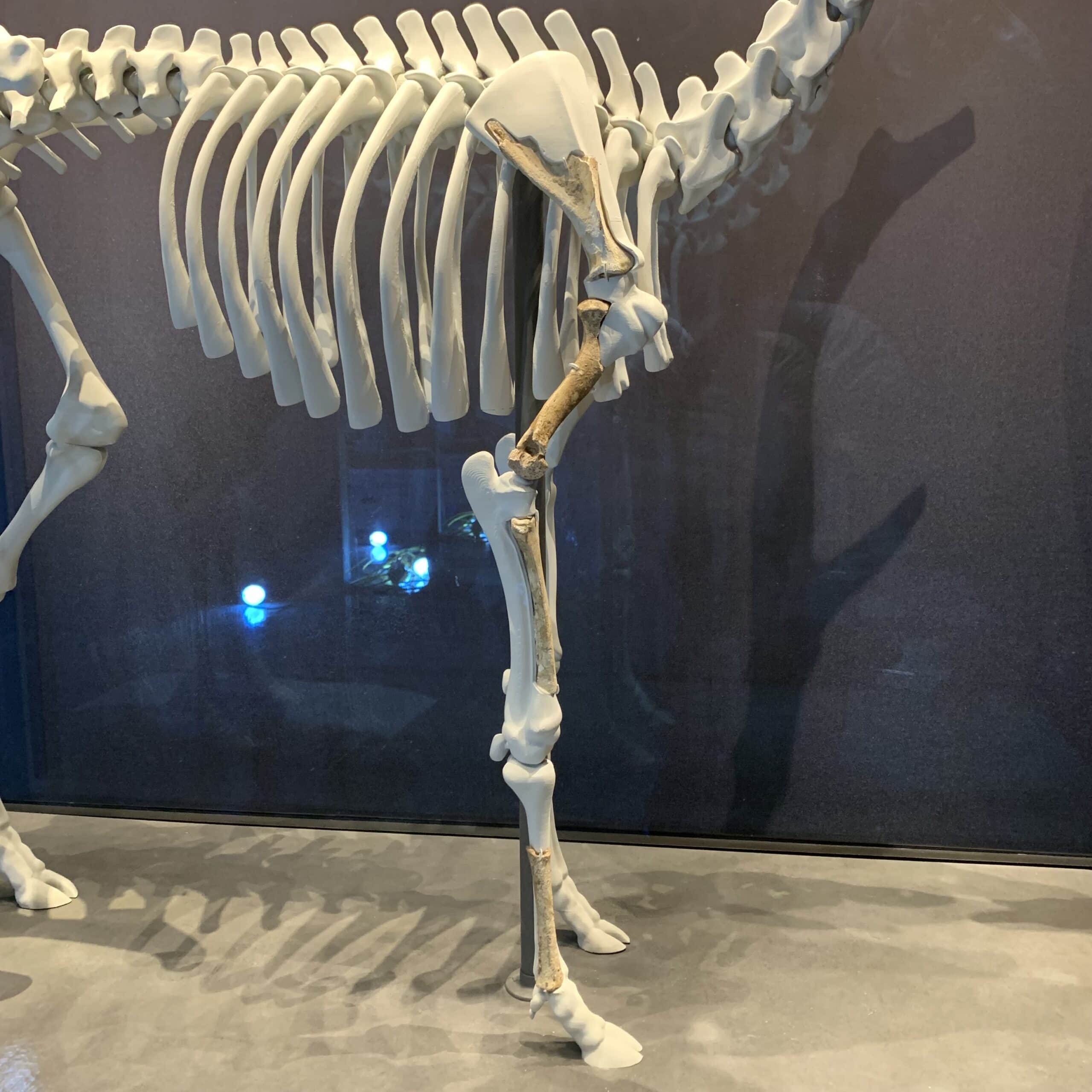 A 3D-printed skeleton of a dwarf red deer with real bone fragments integrated into the leg