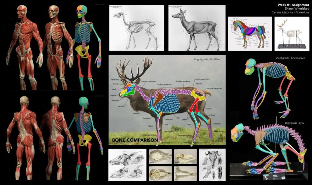 Study and modelisation of skeleton by Shaun Whoriskey