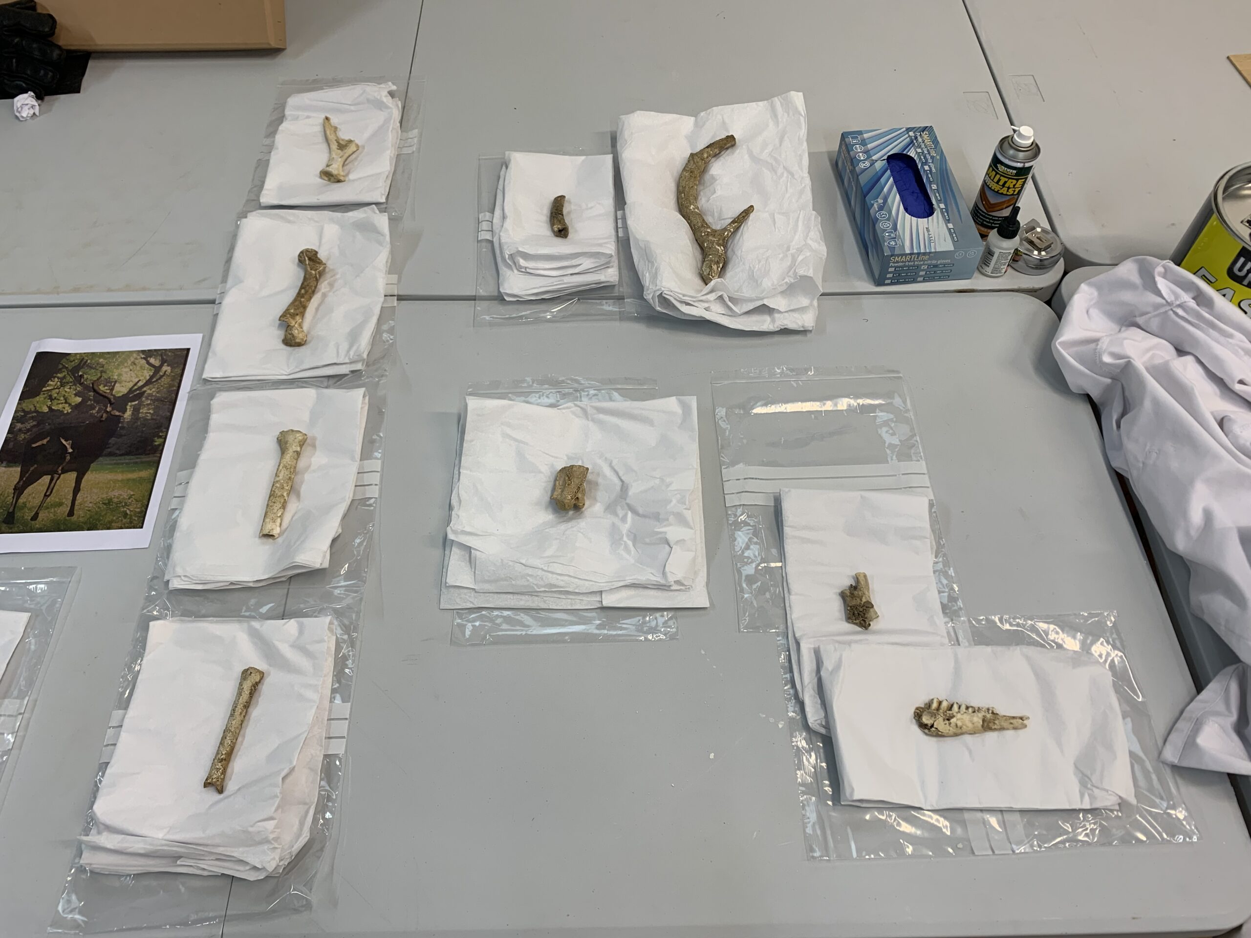 The 125,000 years-old bones of a dwarf red deer kept and conserved by Jersey Heritage