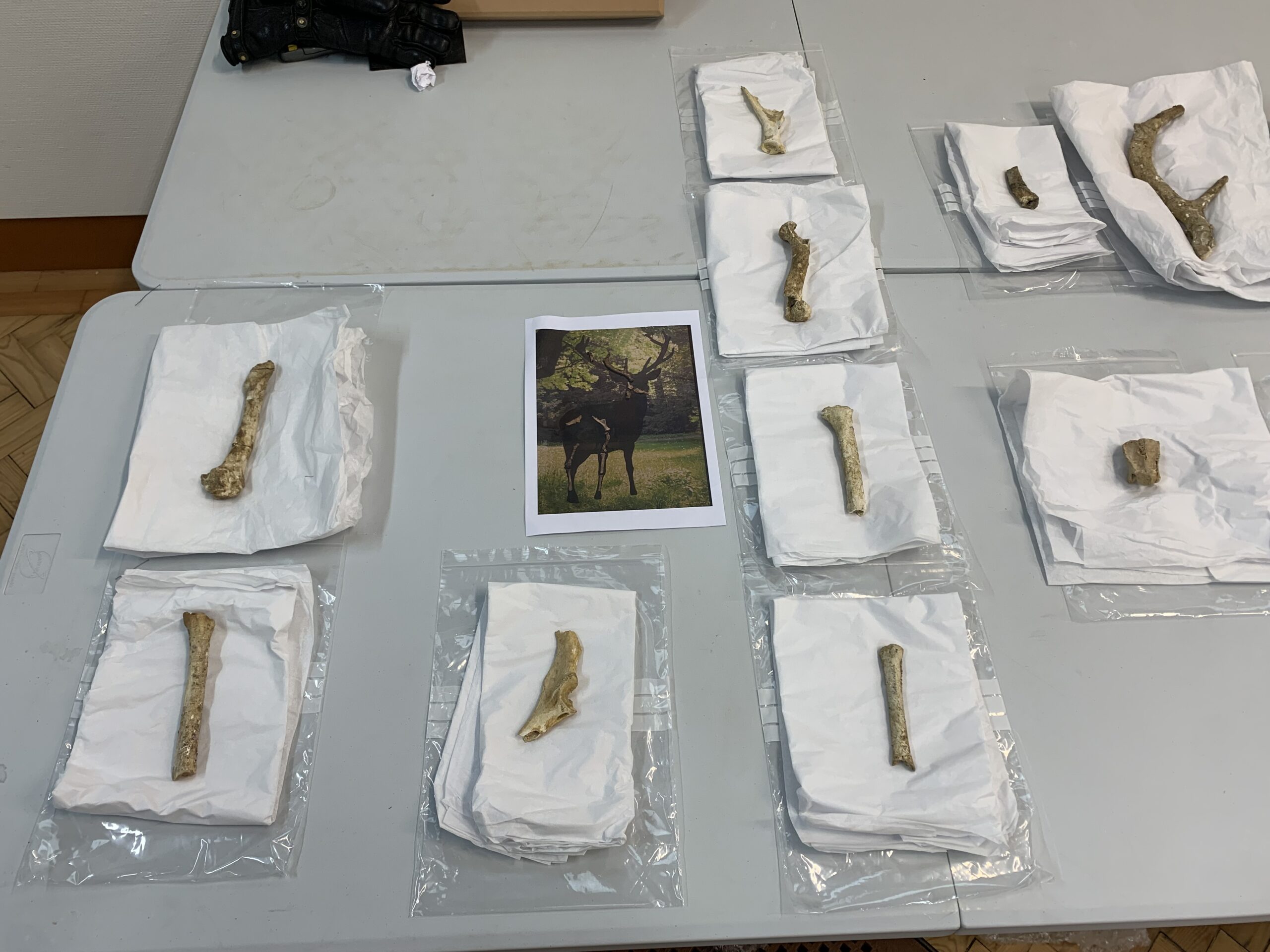 The 125,000 years-old bones of a dwarf red deer kept and conserved by Jersey Heritage